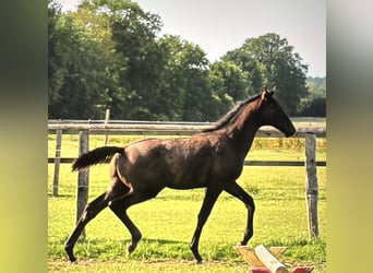 Trakehner, Stallion, , Gray-Dark-Tan