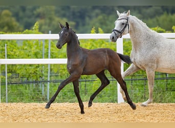 Trakehner, Stallion, Foal (05/2023), Gray