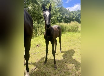 Trakehner, Stallion, Foal (06/2024), Gray