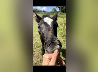 Trakehner, Stallion, Foal (06/2024), Gray