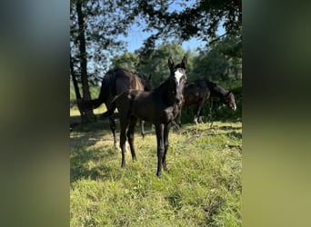 Trakehner, Stallion, Foal (06/2024), Gray