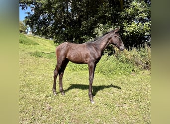 Trakehner, Stallion, Foal (06/2024), Gray