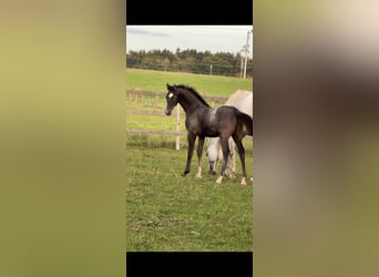 Trakehner, Stallion, Foal (05/2026), Grey