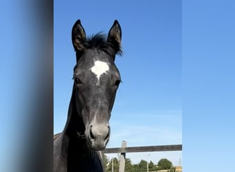 Trakehner, Stallion, Foal (05/2026), Grey