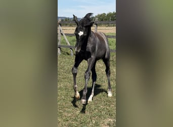 Trakehner, Stallion, Foal (05/2026), Grey