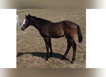 Trakehner, Stallion, Foal (05/2026), Grey