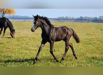 Trakehner, Stallion, Foal (05/2026), Grey
