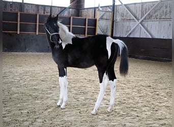 Trakehner, Stallion, Foal (05/2023), Pinto