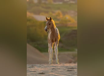 Trakehner, Stallion, Foal (04/2023), Pinto