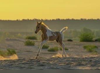 Trakehner, Stallion, Foal (04/2023), Pinto