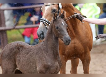 Trakehner, Stallion, Foal (03/2025), Smoky-Black