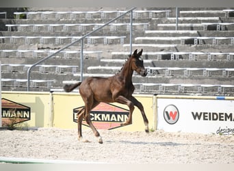 Trakehner, Stallion, Foal (05/2026), Smoky-Black