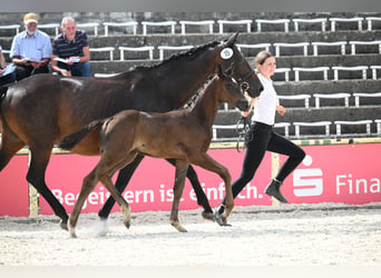 Trakehner, Stallion, Foal (05/2026), Smoky-Black
