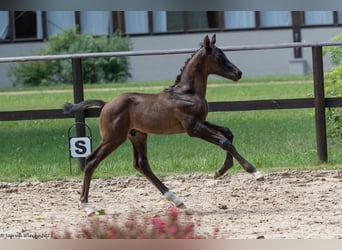 Trakehner, Stallion, Foal (06/2023), Smoky-Black