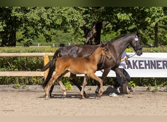 Trakehner, Stallion, Foal (05/2026), Smoky-Black
