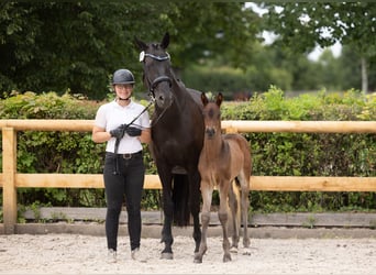 Trakehner, Stallion, Foal (05/2026), Smoky-Black