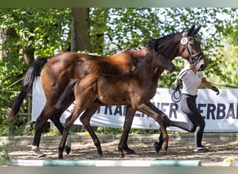 Trakehner, Stallion, Foal (06/2026), Smoky-Black