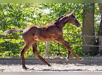Trakehner, Stallion, Foal (06/2026), Smoky-Black