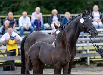 Trakehner, Stallion, Foal (04/2025), Smoky-Black