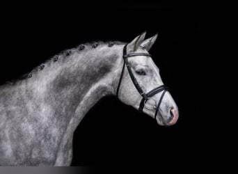 Trakehner, Stallion, 7 years, 16 hh, Grey