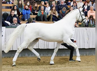 Trakehner, Stallion, 17 years, 16,3 hh, Grey