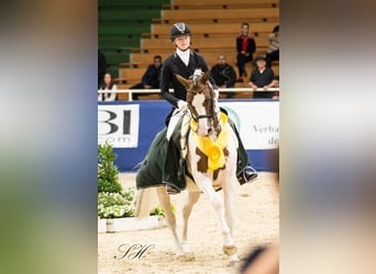 Trakehner, Stallion, 13 years, 16.1 hh, Pinto