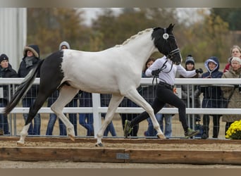 Trakehner, Stallion, 7 years, 16.2 hh, Pinto