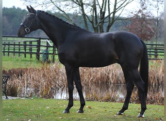 Trakehner, Stallion, 6 years, Smoky-Black
