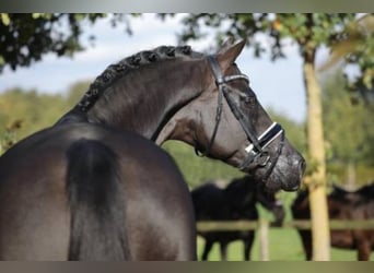 Trakehner, Stallion, 16 years, 16.2 hh, Smoky-Black