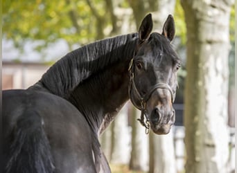 Trakehner, Stallion, 26 years, 16.1 hh, Smoky-Black