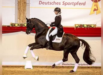 Trakehner, Stallion, 18 years, 16,2 hh, Smoky-Black
