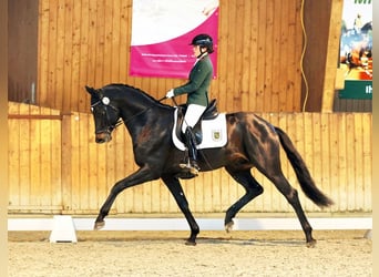 Trakehner, Stallion, 5 years, 16,2 hh, Smoky-Black