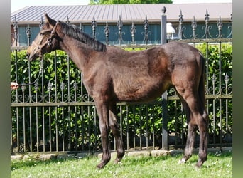 Trakehner, Stallone, 1 Anno, 141 cm