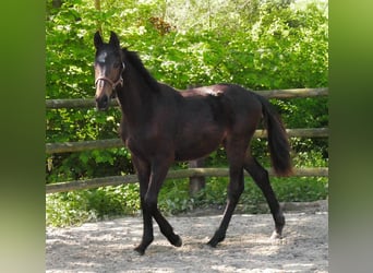 Trakehner, Stallone, 1 Anno, 141 cm