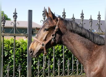 Trakehner, Stallone, 1 Anno, 141 cm