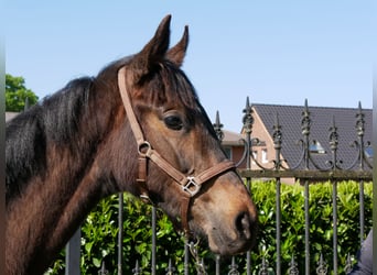 Trakehner, Stallone, 1 Anno, 141 cm