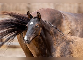 Trakehner, Stallone, 1 Anno, 165 cm, Baio scuro