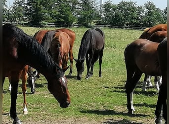 Trakehner, Stallone, 1 Anno, 166 cm, Baio nero