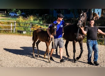 Trakehner, Stallone, 1 Anno, 168 cm, Baio nero