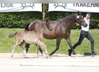 Trakehner, Stallone, 1 Anno, 168 cm, Morello