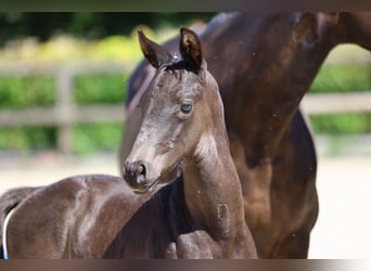 Trakehner, Stallone, 1 Anno, 168 cm, Morello