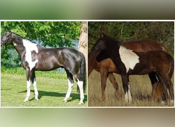 Trakehner, Stallone, 1 Anno, 168 cm, Pezzato