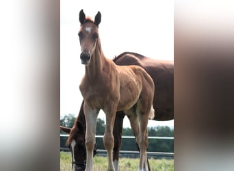 Trakehner, Stallone, 1 Anno, 169 cm, Sauro