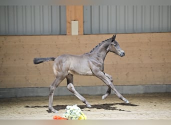 Trakehner, Stallone, 1 Anno, 170 cm, Baio nero