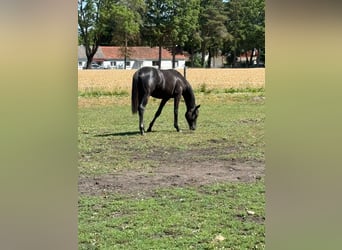 Trakehner, Stallone, 1 Anno, 170 cm, Può diventare grigio