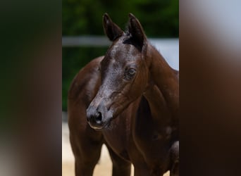 Trakehner, Stallone, 1 Anno, 170 cm, Può diventare grigio