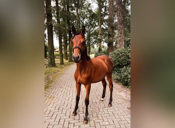 Trakehner, Stallone, 1 Anno, 174 cm, Baio