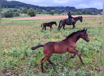 Trakehner, Stallone, 1 Anno, Baio nero