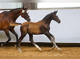 Trakehner, Stallone, 1 Anno, Baio nero