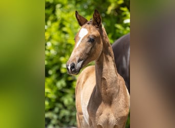 Trakehner, Stallone, 1 Anno, Baio scuro